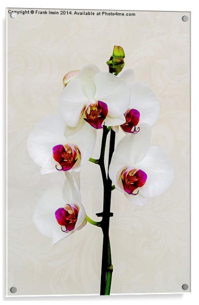  Beautiful White Phalaenopsis Orchid Acrylic by Frank Irwin