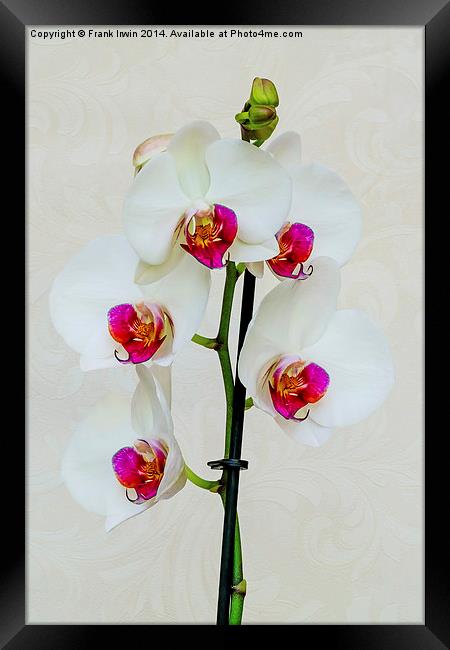 Beautiful White Phalaenopsis Orchid Framed Print by Frank Irwin