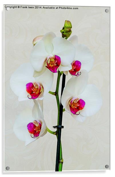 Beautiful White Phalaenopsis Orchid Acrylic by Frank Irwin