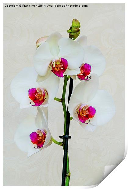 Beautiful White Phalaenopsis Orchid Print by Frank Irwin