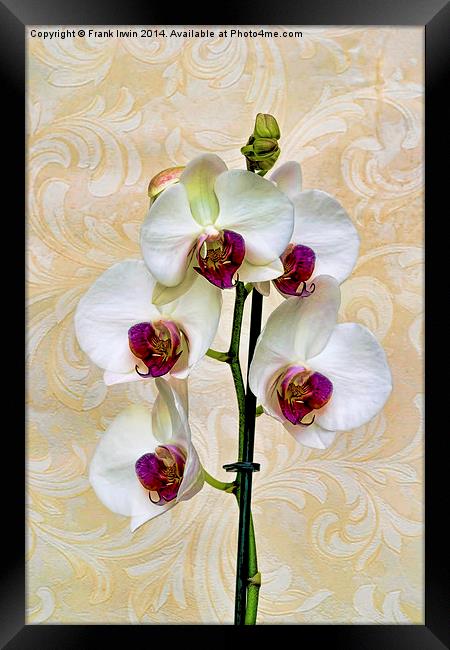  Beautiful White Phalaenopsis Orchid, artistically Framed Print by Frank Irwin