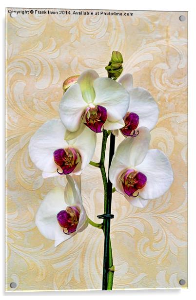  Beautiful White Phalaenopsis Orchid, artistically Acrylic by Frank Irwin