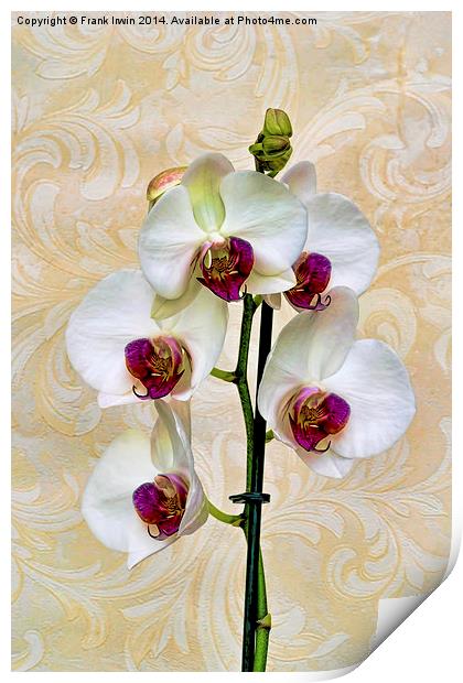 Beautiful White Phalaenopsis Orchid, artistically Print by Frank Irwin