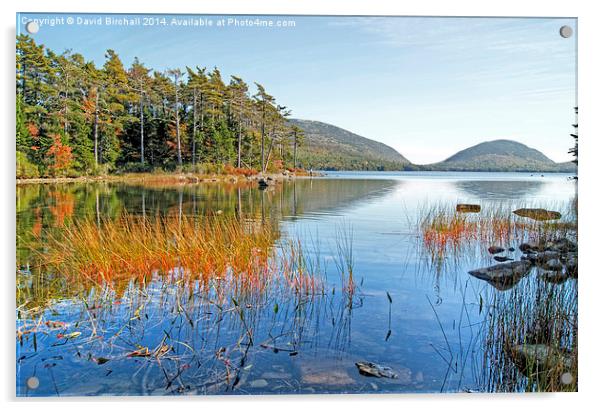 Autumn at Eagle Lake, Maine, America Acrylic by David Birchall