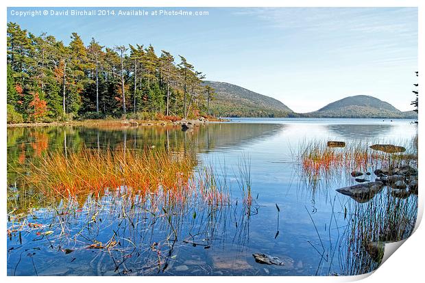  Autumn at Eagle Lake, Maine, America Print by David Birchall