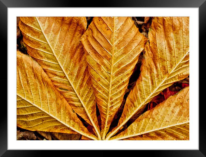  Autumn Leaf Framed Mounted Print by Tanya Hall