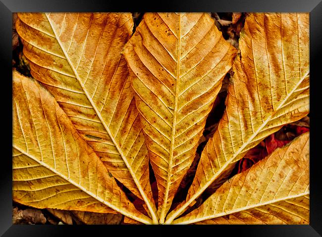  Autumn Leaf Framed Print by Tanya Hall