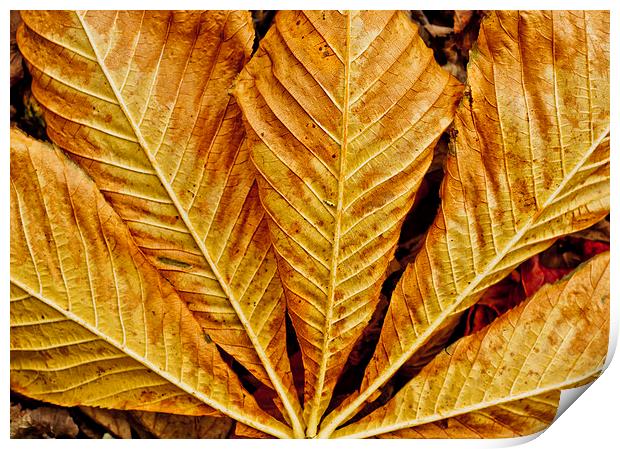  Autumn Leaf Print by Tanya Hall