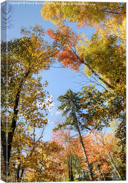  Autumn Canopy Canvas Print by David Birchall