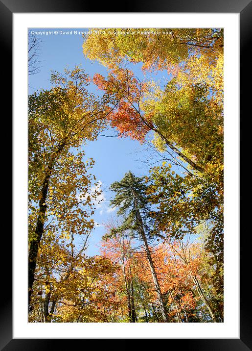  Autumn Canopy Framed Mounted Print by David Birchall