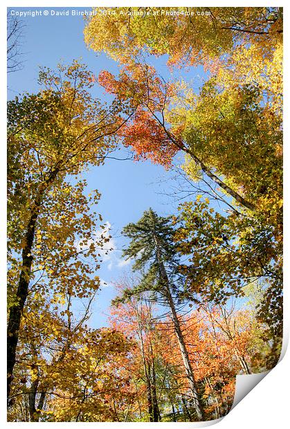 Autumn Canopy Print by David Birchall