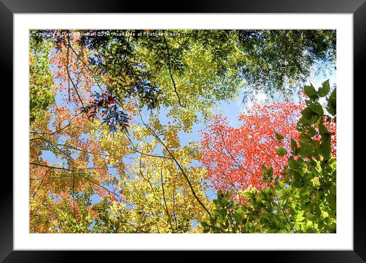  Autumn Color Framed Mounted Print by David Birchall