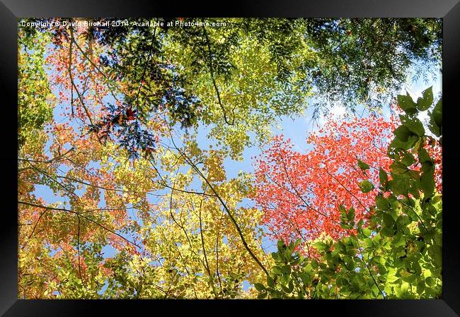  Autumn Color Framed Print by David Birchall