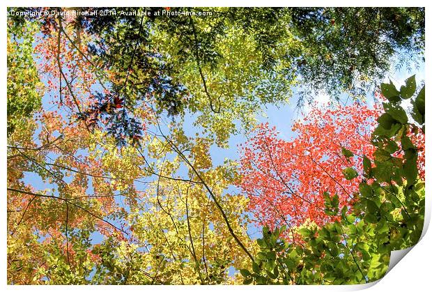  Autumn Color Print by David Birchall