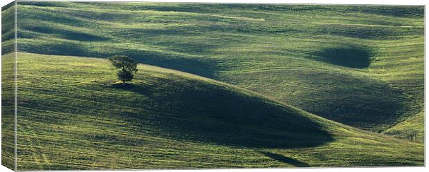  Tuscan Tree Canvas Print by Dave Wragg