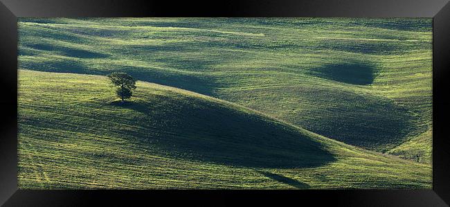  Tuscan Tree Framed Print by Dave Wragg