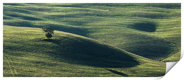  Tuscan Tree Print by Dave Wragg