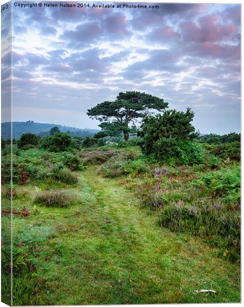 New Forest Dawn Canvas Print by Helen Hotson