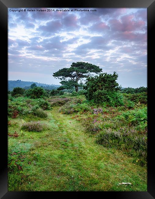 New Forest Dawn Framed Print by Helen Hotson