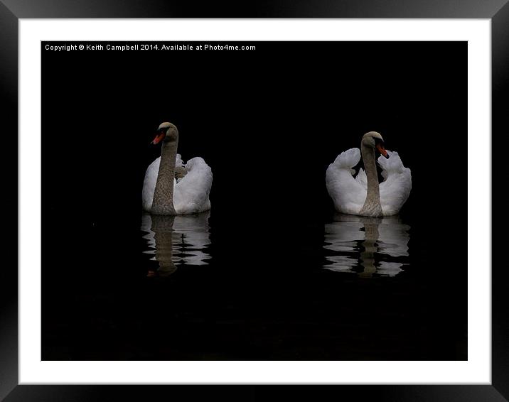  Swans in Lincoln Framed Mounted Print by Keith Campbell
