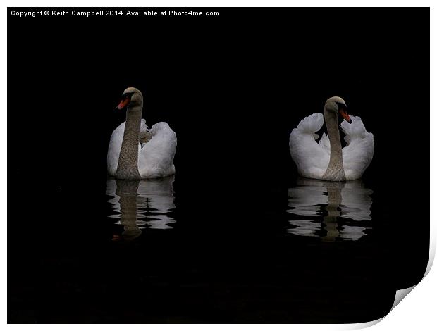  Swans in Lincoln Print by Keith Campbell