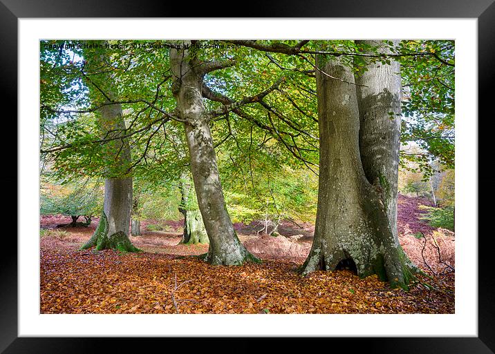 Autumn in the New Forest Framed Mounted Print by Helen Hotson