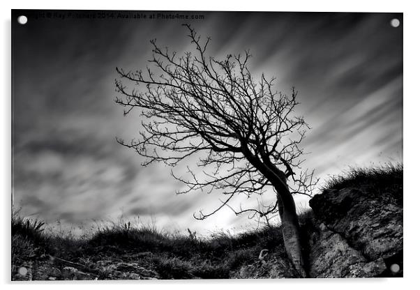  Tree at Marsden Quarry Acrylic by Ray Pritchard