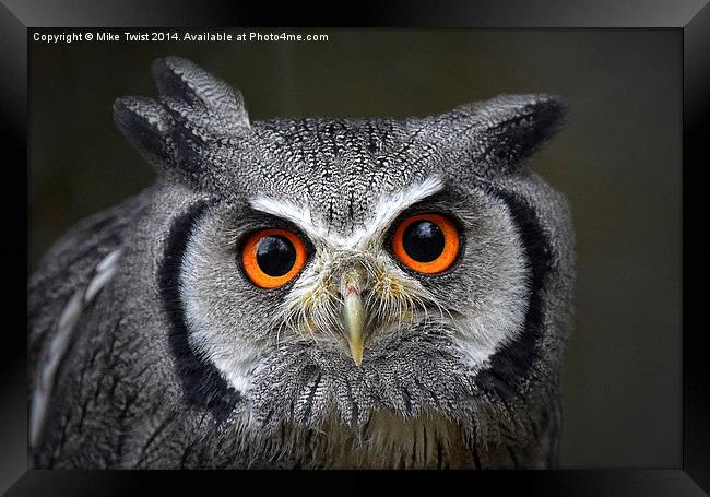  White Faced Scops Owl - Portrait Framed Print by Mike Twist