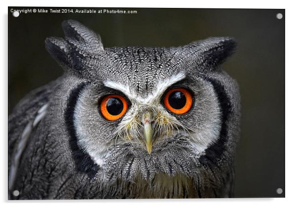  White Faced Scops Owl - Portrait Acrylic by Mike Twist