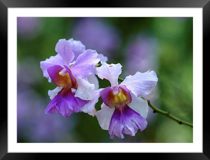  Orchids in Singapore Framed Mounted Print by Jason Kerner