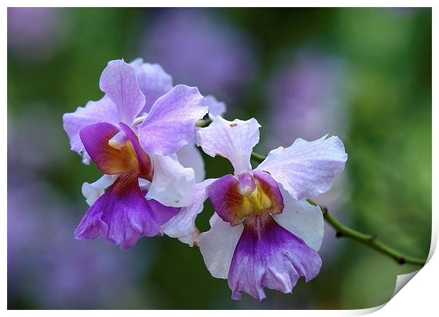  Orchids in Singapore Print by Jason Kerner