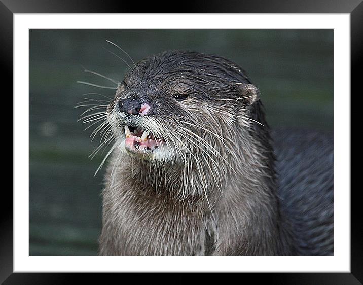 Enchanting Otter Portrait Framed Mounted Print by Graham Parry