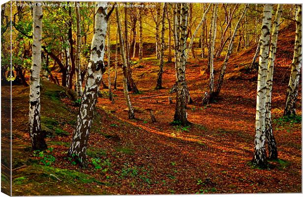  Silver Birch Woodland in Autumn Canvas Print by Martyn Arnold