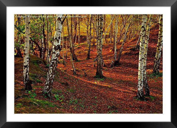  Silver Birch Woodland in Autumn Framed Mounted Print by Martyn Arnold