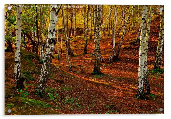  Silver Birch Woodland in Autumn Acrylic by Martyn Arnold