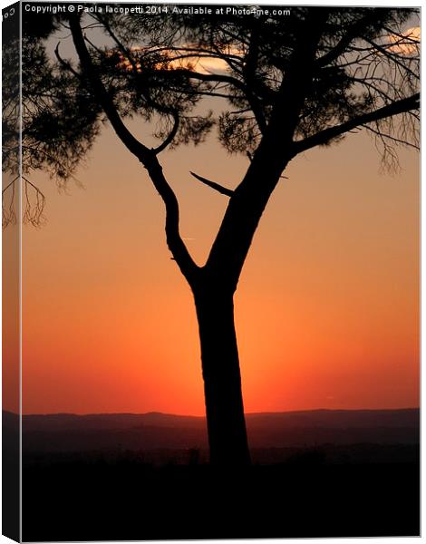  Sunset behind the pine tree Canvas Print by Paola Iacopetti
