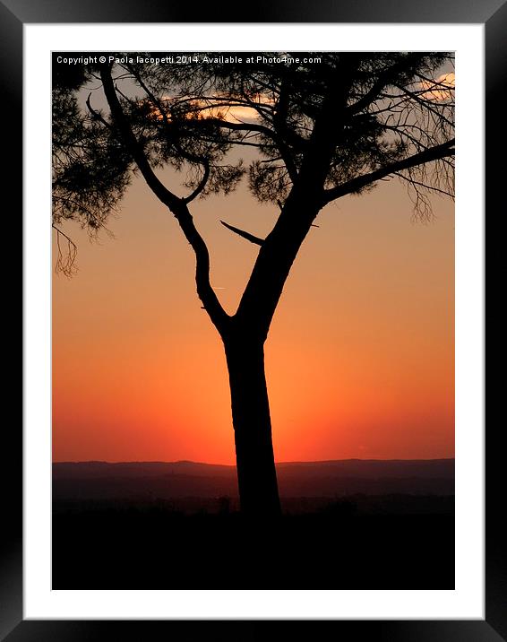  Sunset behind the pine tree Framed Mounted Print by Paola Iacopetti