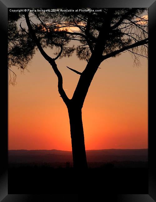  Sunset behind the pine tree Framed Print by Paola Iacopetti