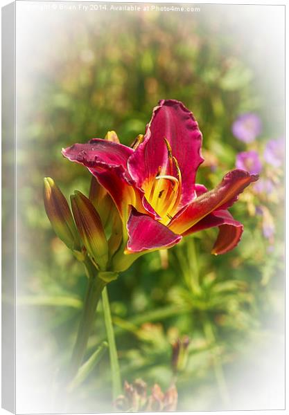 Beautiful red day lily  Canvas Print by Brian Fry
