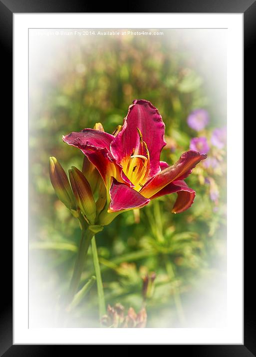 Beautiful red day lily  Framed Mounted Print by Brian Fry