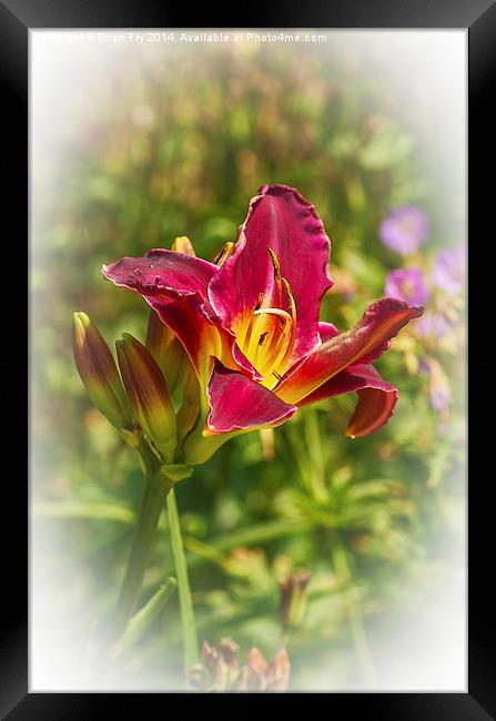 Beautiful red day lily  Framed Print by Brian Fry
