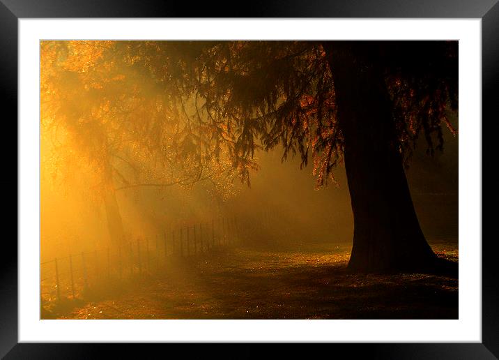 gloden light rays over Tree Hampstead-heath london Framed Mounted Print by Heaven's Gift xxx68