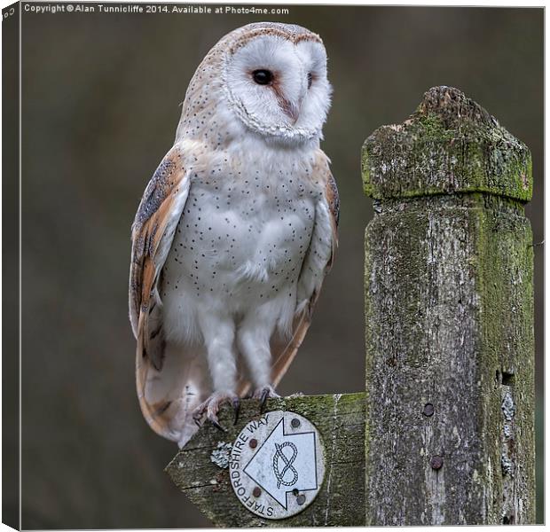 Majestic Barn Owl in Staffordshire Canvas Print by Alan Tunnicliffe