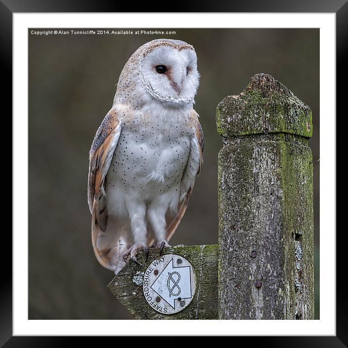Majestic Barn Owl in Staffordshire Framed Mounted Print by Alan Tunnicliffe