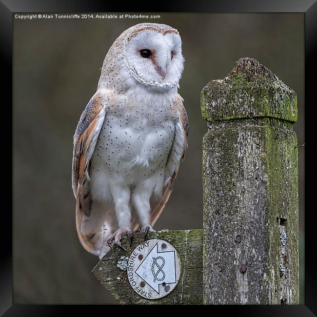 Majestic Barn Owl in Staffordshire Framed Print by Alan Tunnicliffe