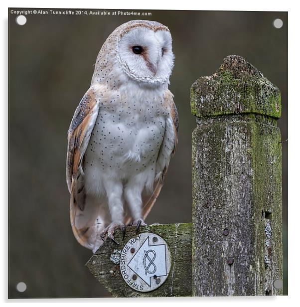 Majestic Barn Owl in Staffordshire Acrylic by Alan Tunnicliffe