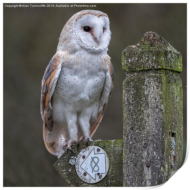 Majestic Barn Owl in Staffordshire Print by Alan Tunnicliffe