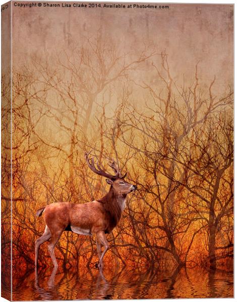 Stag Deer Canvas Print by Sharon Lisa Clarke