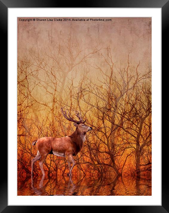 Stag Deer Framed Mounted Print by Sharon Lisa Clarke
