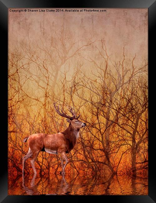Stag Deer Framed Print by Sharon Lisa Clarke
